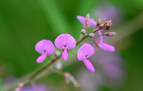 萩の花