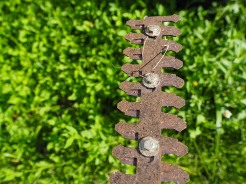 Rusty hedge trimmer blade with weathered metal teeth and bolts lying on green grass, close up showing texture and decay with natural outdoor light