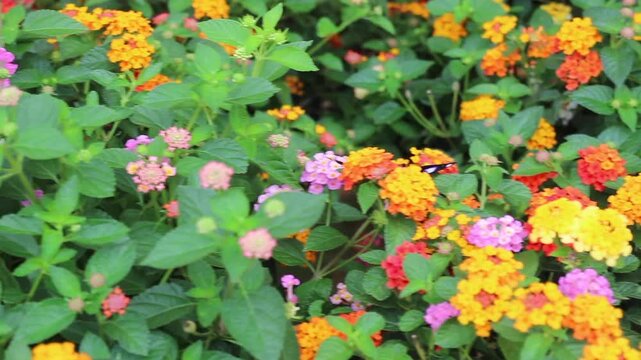 Outdoors garden surrounded by tropical plant, stock footage