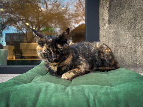 Tortoiseshell cat relaxing on a soft green cushion outdoors in warm sunlight beside a window.