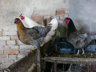Domestic hens of different breeds perched inside a rustic chicken coop © Viktoriia Postnikova