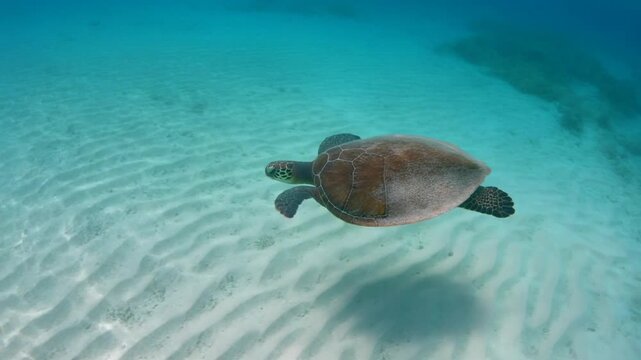 一匹のウミガメが透明な海中を泳ぎ茶褐色の甲羅の下に白砂が広がる