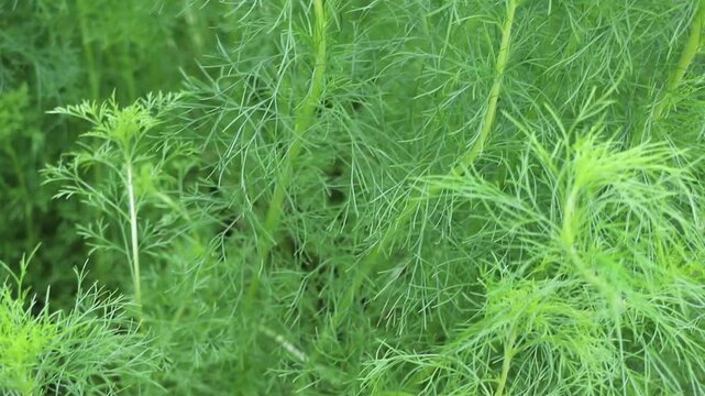 Outdoors garden surrounded by tropical plant, stock footage