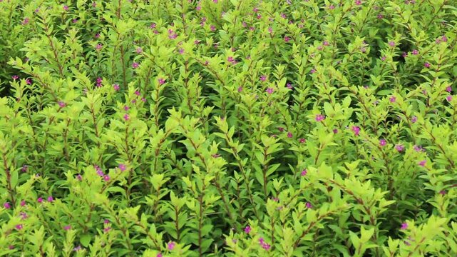 Outdoors garden surrounded by tropical plant, stock footage
