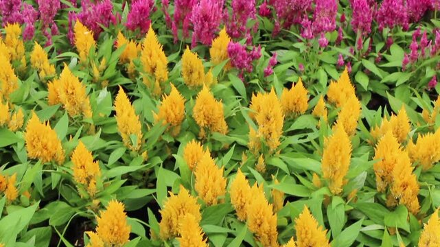 Outdoors garden surrounded by tropical plant, stock footage