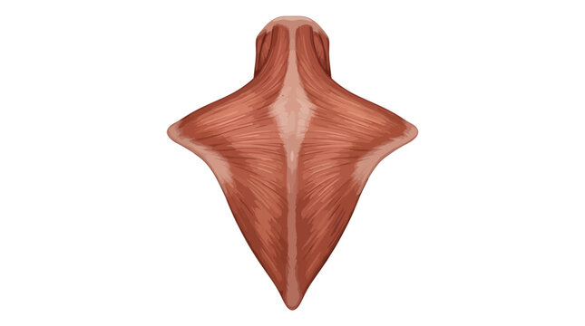 Human trapezius muscle anatomy vector illustration of back muscles
