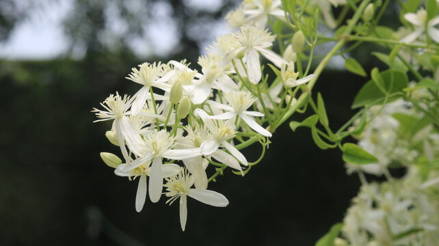Beautiful Sweet Autumn Clematis in Full Bloom | Stunning White Star Flowers
