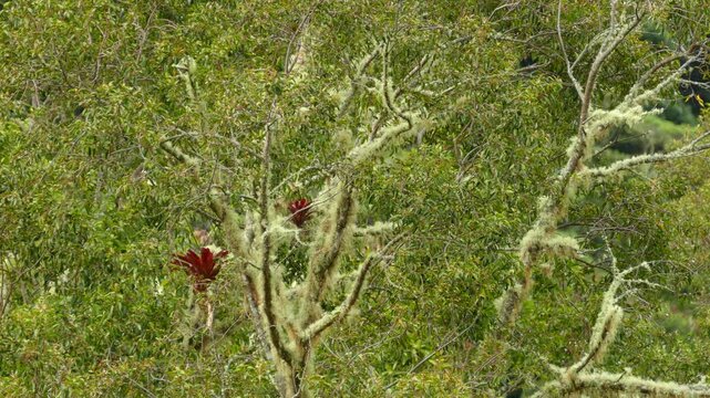 Vibrant bromeliad flowers blooming on mossy branches of tropical tree in lush cloud forest landscape.