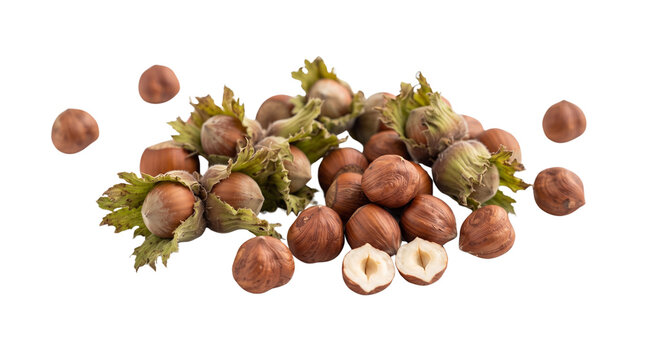 Fresh raw hazelnuts with green leaves, pile of organic whole filbert nuts, isolated brown hazelnut kernels on white background