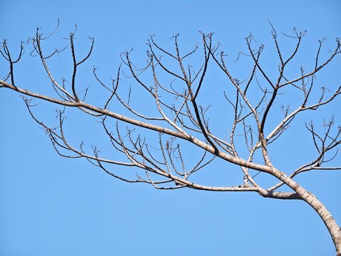 Low angle view of leafless tree branches and dry twigs stretching across a clear blue sunny sky
