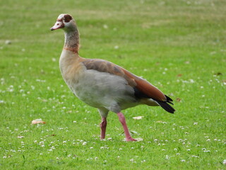 Egyptian goose standing on green grass in an urban park © Tim