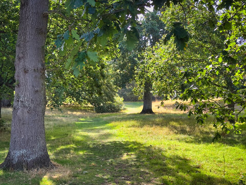 Sunlit Woodland Glade with Mature Oak Trees in Green Parkland Landscape, Devon, UK