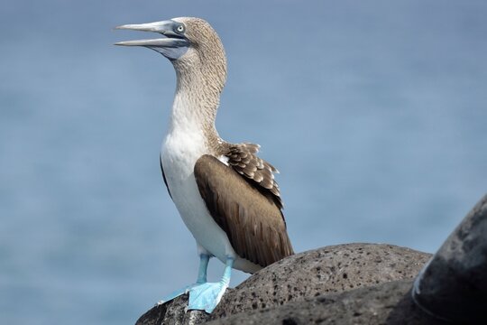 Blue-footed booby perched on a volcanic rock with an open beak calling, San Cristobal, Galapagos Islands, Ecuador