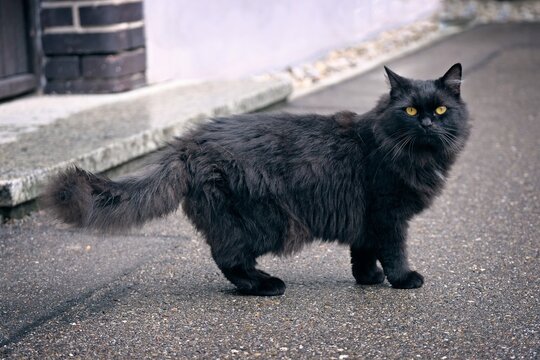 Black longhair cat standing on the backyard and looking at camera. Horizontal image.