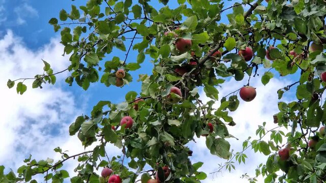 Bottom up view of tree branches abundantly covered with red apples. Ripe red apples on an apple tree in the garden. Branches with green foliage and fruits against a cloudy blue sky. Organic farming