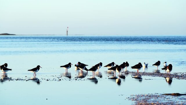 Pied Oystercatcher flock returning to shore after foraging along Reeves Point, Kangaroo Island, Australia
