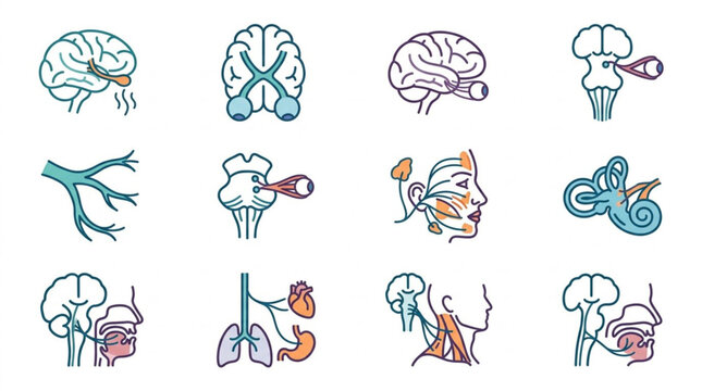 Detailed medical icons of human brain and nervous system anatomy.