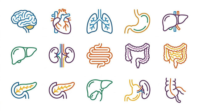 Human Internal Organs Anatomy Icon Set Hand Drawn Style.