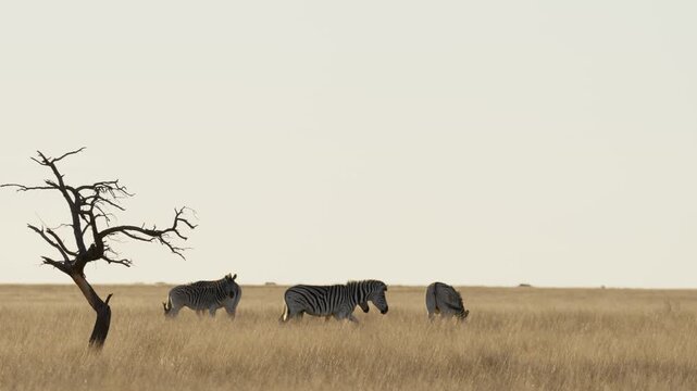 Plains zebra (Equus quagga, formerly Equus burchellii) in a Kalahari-Nama Karoo biome transition zone near Kimberley, Northern Cape, South Africa, showcasing African wildlife and natural habitat.