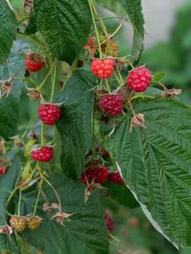 Ripe red raspberries hanging on a bush branch in a garden