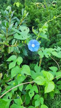 Blue Morning Glory Among Green Leaves
