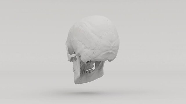 Matte Grey Human Skull Anatomical Model Rotating 3D Illustration Video - 4K 30fps 3D rotating matte grey human skull animation, 13 seconds, isolated on clean background. Ideal for medical education.