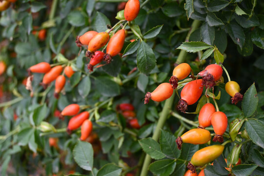 Ripe rose hips among green foliage