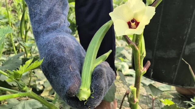 Farmer Wearing Gloves Picking Fresh Okra Near Flower Commercial Video