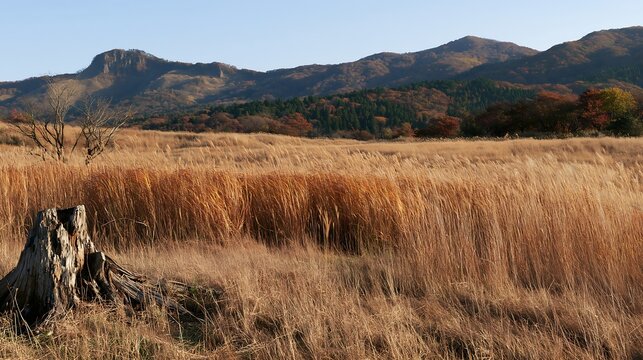 Fukushima native meadow with weathered stump in natural setting