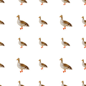goose patter. Hand drawn seamless pattern with goose