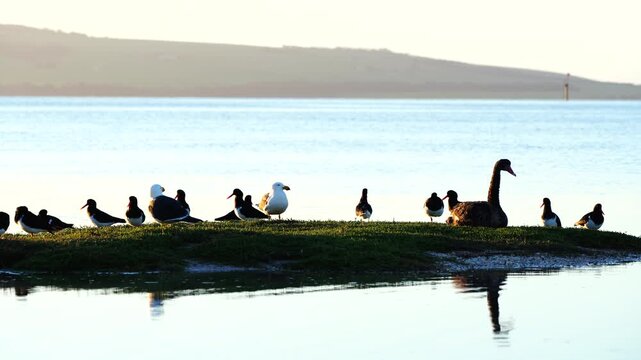 Black Swan resting with Pied Oystercatchers and seagulls at Reeves Point, Kangaroo Island, Australia