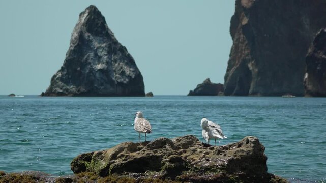 Seagulls, Ocean, Rocks two seabirds stand on a wet rock in the calm blue sea with majestic cliffs