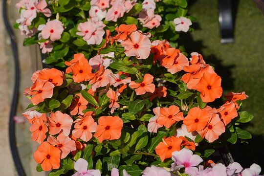 Rosy periwinkle, or Catharanthus roseus, flowers