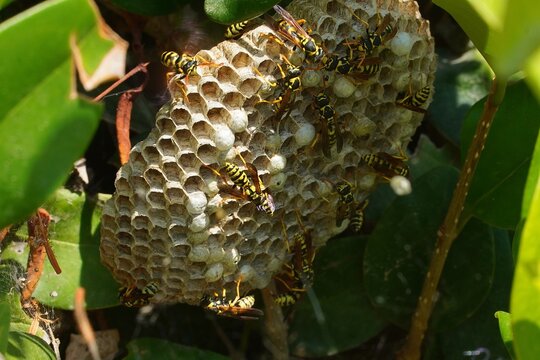 European wasps, or Vespula germanica, on their nest in the summer, in Greece
