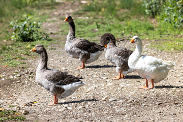 Flock of greylag goose (Anser anser) It is the largest native wild goose in Europe. © Lunghammer
