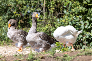 Flock of greylag goose (Anser anser) It is the largest native wild goose in Europe. © Lunghammer