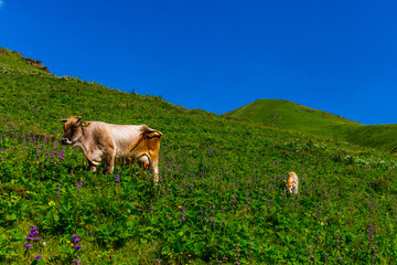 Cow and calf grazing in green mountain meadow under blue sky © lucky pics