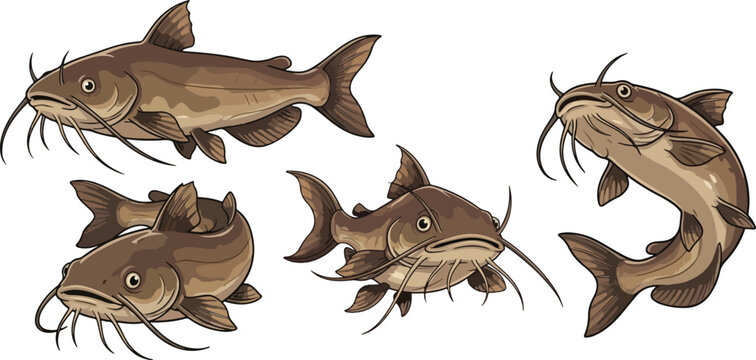 vector illustration clipart of catfish with 4 poses semi realistic art style 01
