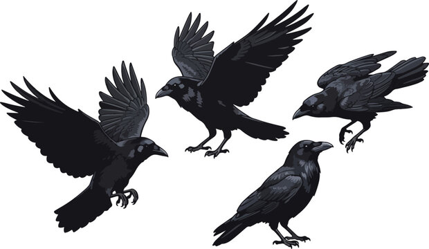 vector illustration clipart of crow bird with 4 poses semi realistic art style 01
