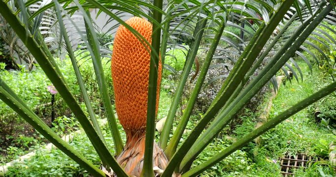 Sago Palm (Cycas revoluta). not a true palm but a cycad, more closely related to conifers, an ancient group emerged some 300 million years ago.  The pith contains starch which is used for making sago