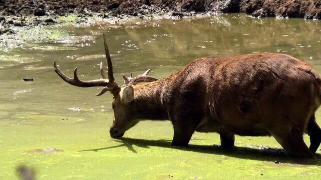 A deer roaming the swamp at the zoo