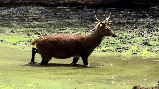 A deer roaming the swamp at the zoo