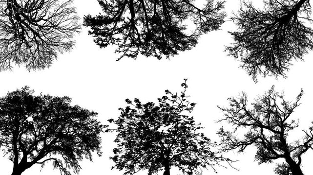 Black tree silhouettes frame isolated on white background with copy space
