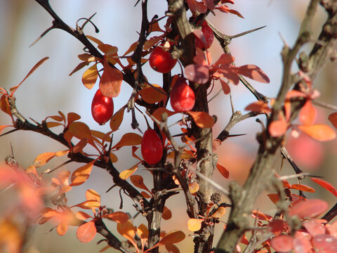 Autumn barberry branches with bright red berries and colorful foliage against a warm, softly blurred background with natural sunlight and bokeh.