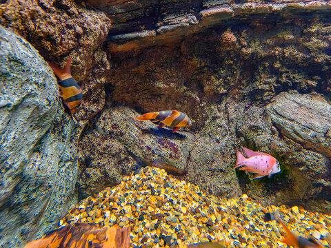 Clown loach fish swimming near rocks in aquarium. Tropical freshwater fish inside tank. Marine life observation in aquarium. Exotic underwater world and pet habitat environment