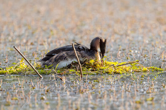 Chomga Sitting On Nest In The Middle Of The Lake