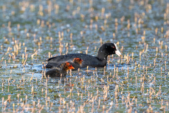 Coot And Chicks In The Pond