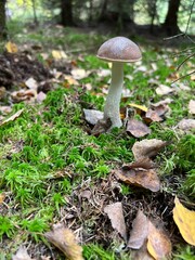 mushroom in the forest © TakiTim