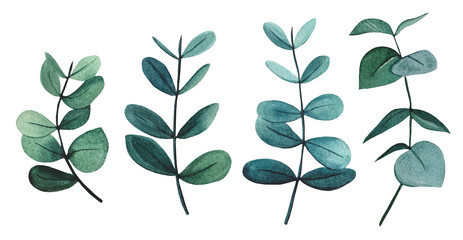 Hand drawn set of eucalyptus branches. Watercolor illustration. © Diasha Art