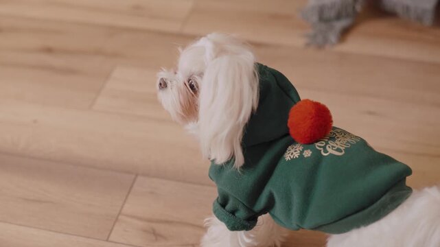 Little white maltese dog wearing green christmas hoodie looking around at home.
